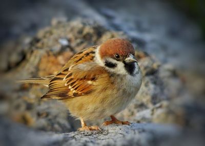 Close-up of bird perching on rock