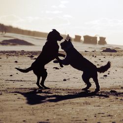 Silhouette dogs playing at beach against sky