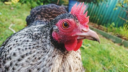 Close-up of a bird