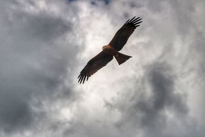 Low angle view of eagle flying against sky