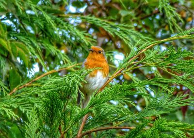 Low angle view of bird perching on branch