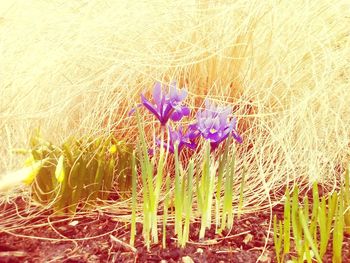 Flowers against blurred background