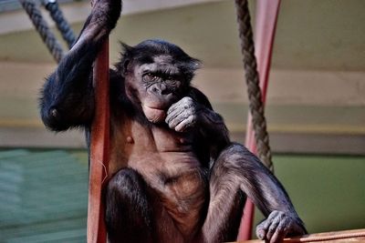 Bonobo im zoo berlin 