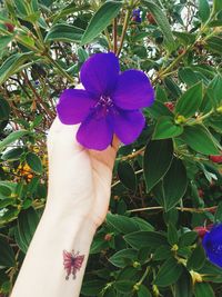 Close-up of purple flowers