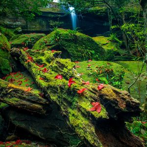 Scenic view of trees growing in forest