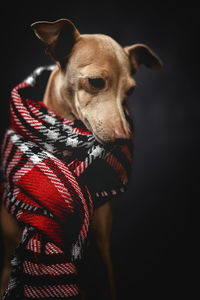 Close-up of a dog over black background