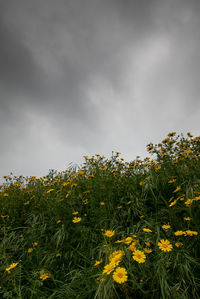 Yellow flowering plants on field against sky