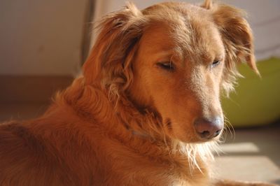 Close-up of dog at home