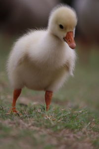 Close-up of young bird on grass