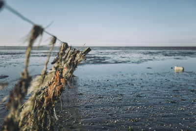 Denmark, romo, remains of old groyne on low tide mud flat