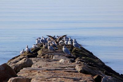 Stack of driftwood on rock by sea against sky