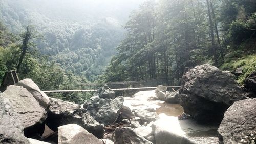 Scenic view of river in forest