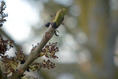 Close-up of flower buds growing on tree