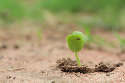 Close-up of small plant