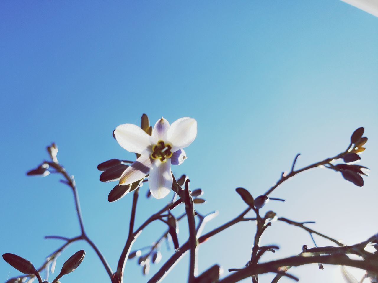 CLOSE-UP OF WHITE FLOWERING PLANT AGAINST BLUE SKY