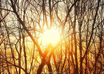 Sunlight streaming through trees in forest during sunset