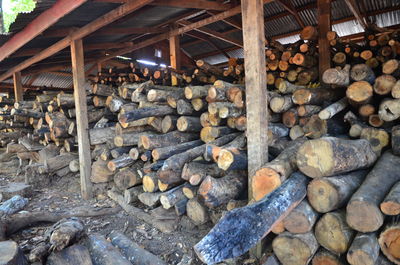 Stack of firewood in forest