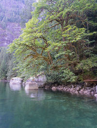 Scenic view of river amidst trees in forest