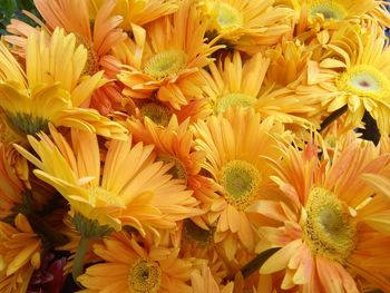 Close-up of yellow flowering plant