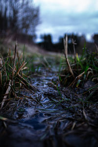 Close-up of dry grass on field