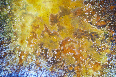 Close-up of jellyfish in sea