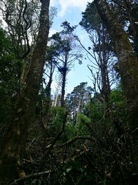 Low angle view of trees against sky