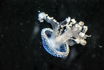 Close-up of jellyfish swimming in water