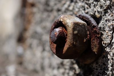 Close-up of rusty metal