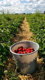 View of fruits growing in field