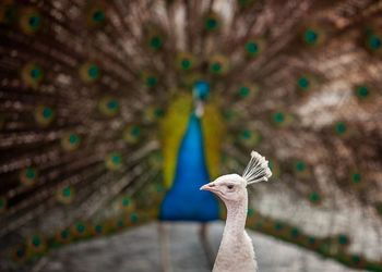 Close-up of peacock