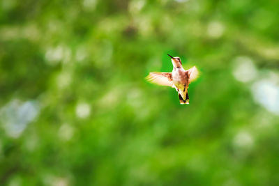 Close-up of a bird flying