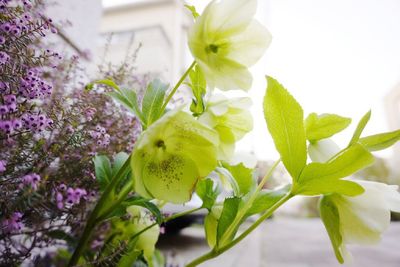 Close-up of white flowers