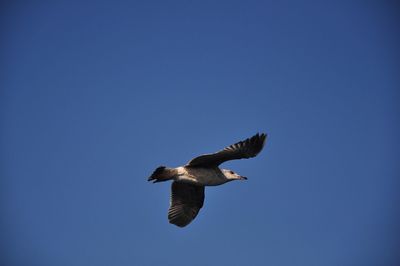 Low angle view of bird flying in sky