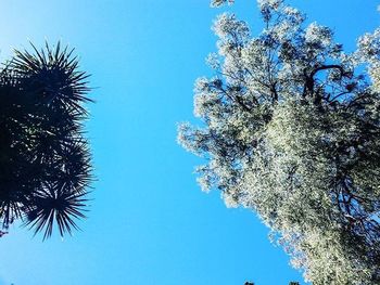 Low angle view of palm trees against clear blue sky