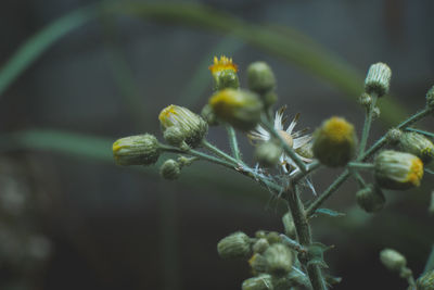 Close-up of flowering plant