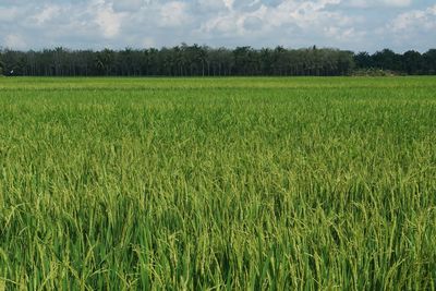 Scenic view of agricultural field against sky