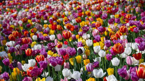 Full frame shot of multi colored tulips