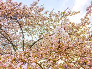 Low angle view of flowers blooming on tree