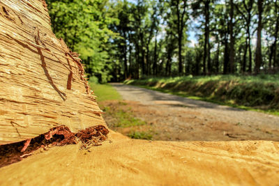 Close-up of tree trunk in forest