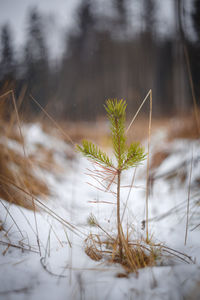 Close-up of frozen plant on field during winter