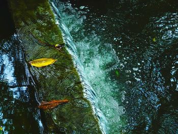 Aerial view of river amidst trees in forest