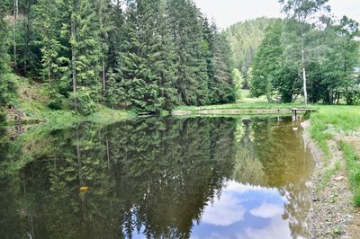 Scenic view of lake against trees in forest