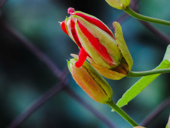 Close-up of red rose flower