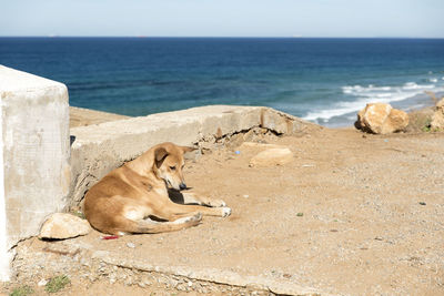 View of a horse on the beach