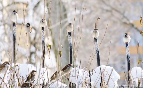 Close-up of bird on plants