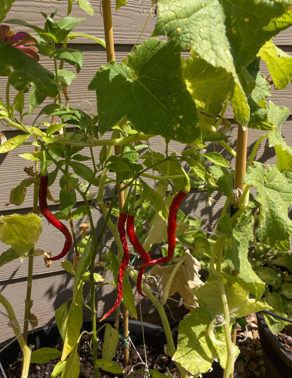 CLOSE-UP OF RED CHILI PEPPERS ON PLANT