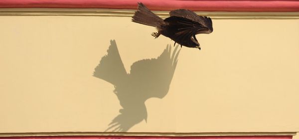 Close-up of a bird flying