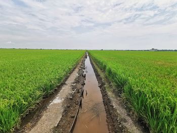 Scenic view of agricultural field against sky