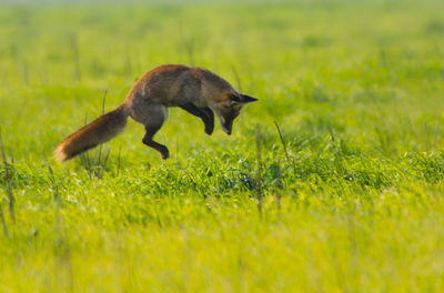 Side view of a fox running on grass