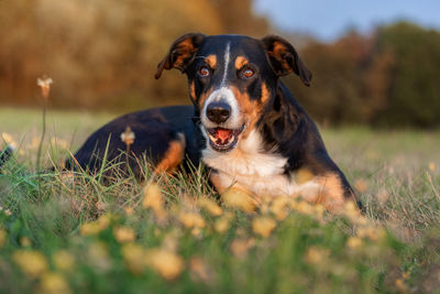 Portrait of dog on field